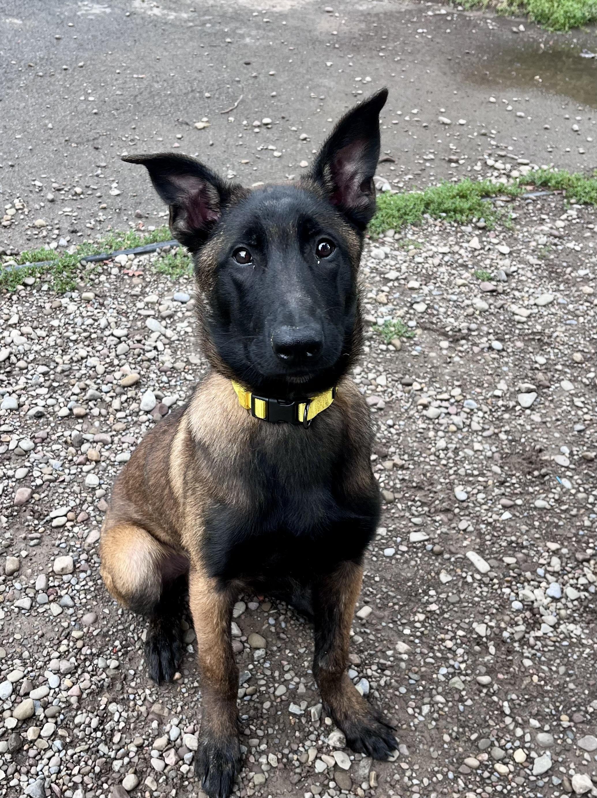 Bernard, an adopted Belgian Shepherd / Malinois in Buffalo, NY image 6/6
