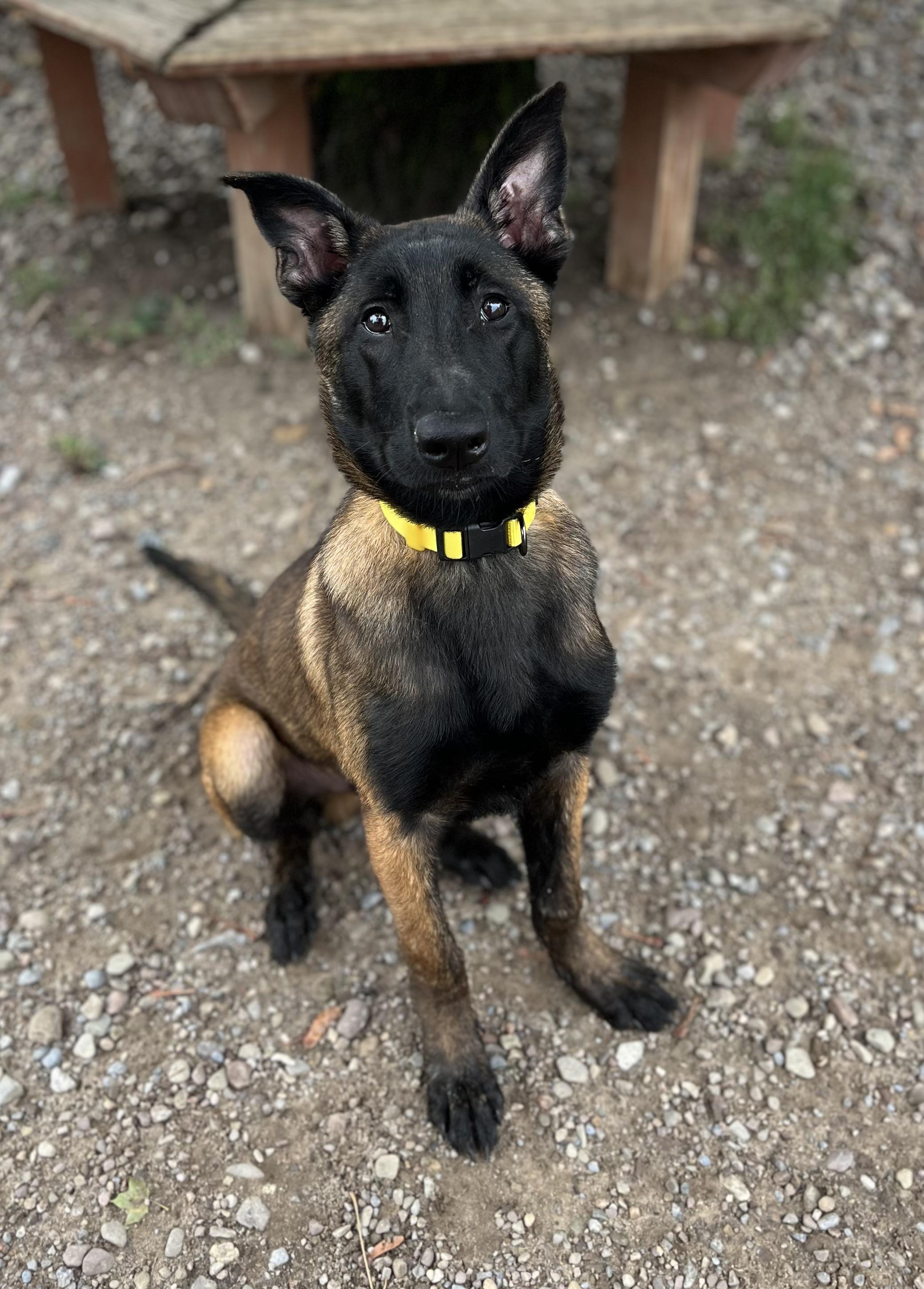 Bernard, an adopted Belgian Shepherd / Malinois in Buffalo, NY image 4/6