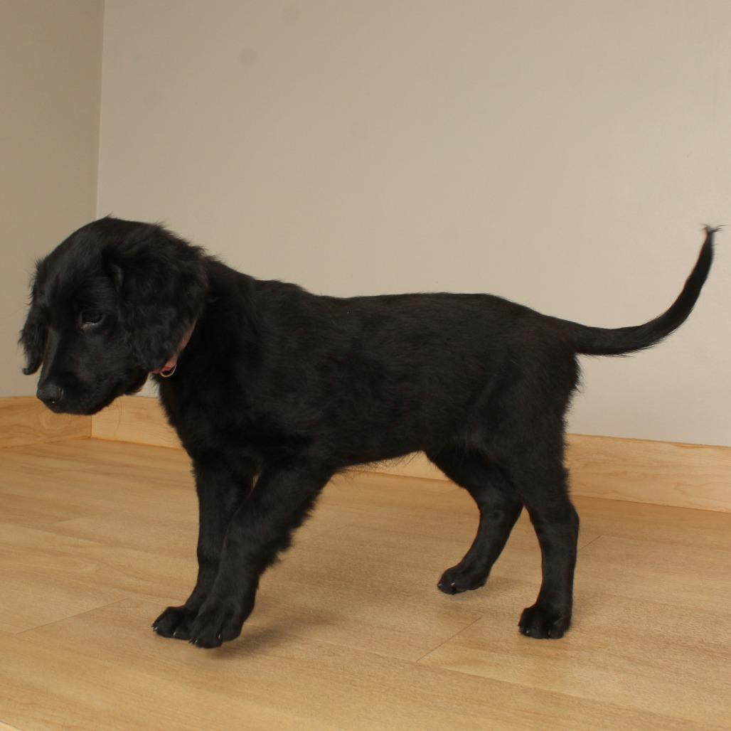 Enlarge Nita D71389, a Adoptable mixed breed in Minnetonka, MN image 2/6