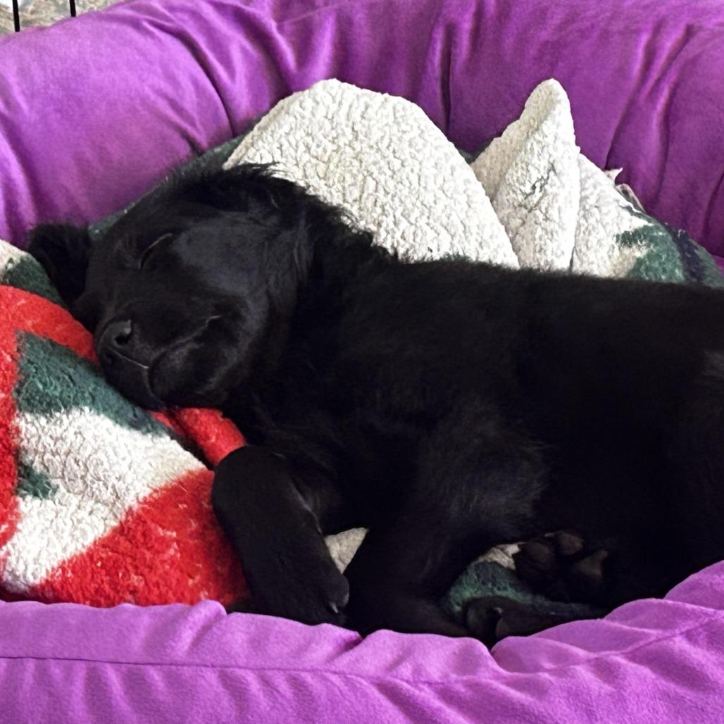 Enlarge Nita D71389, a Adoptable mixed breed in Minnetonka, MN image 3/6