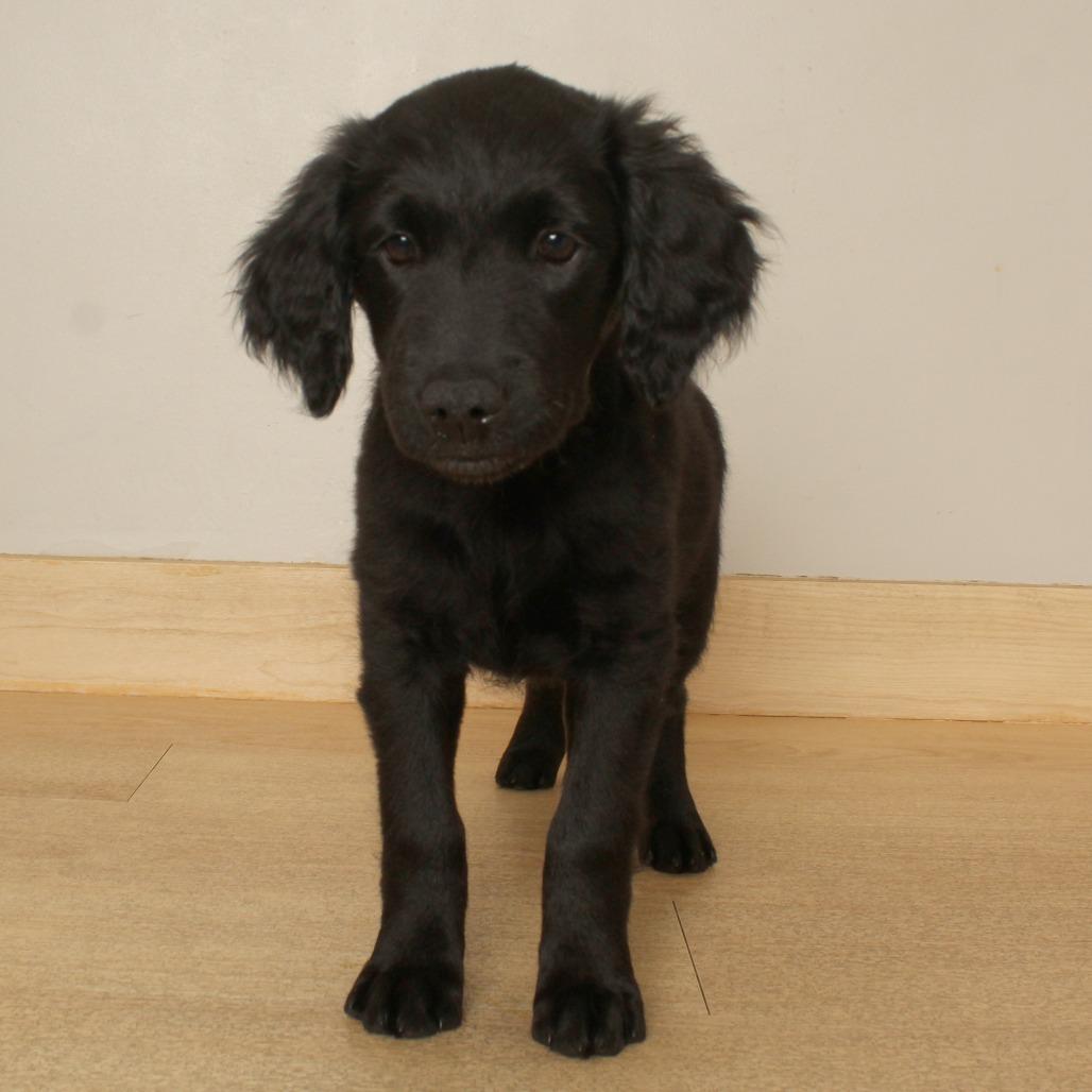 Enlarge Nita D71389, a Adoptable mixed breed in Minnetonka, MN image 4/6