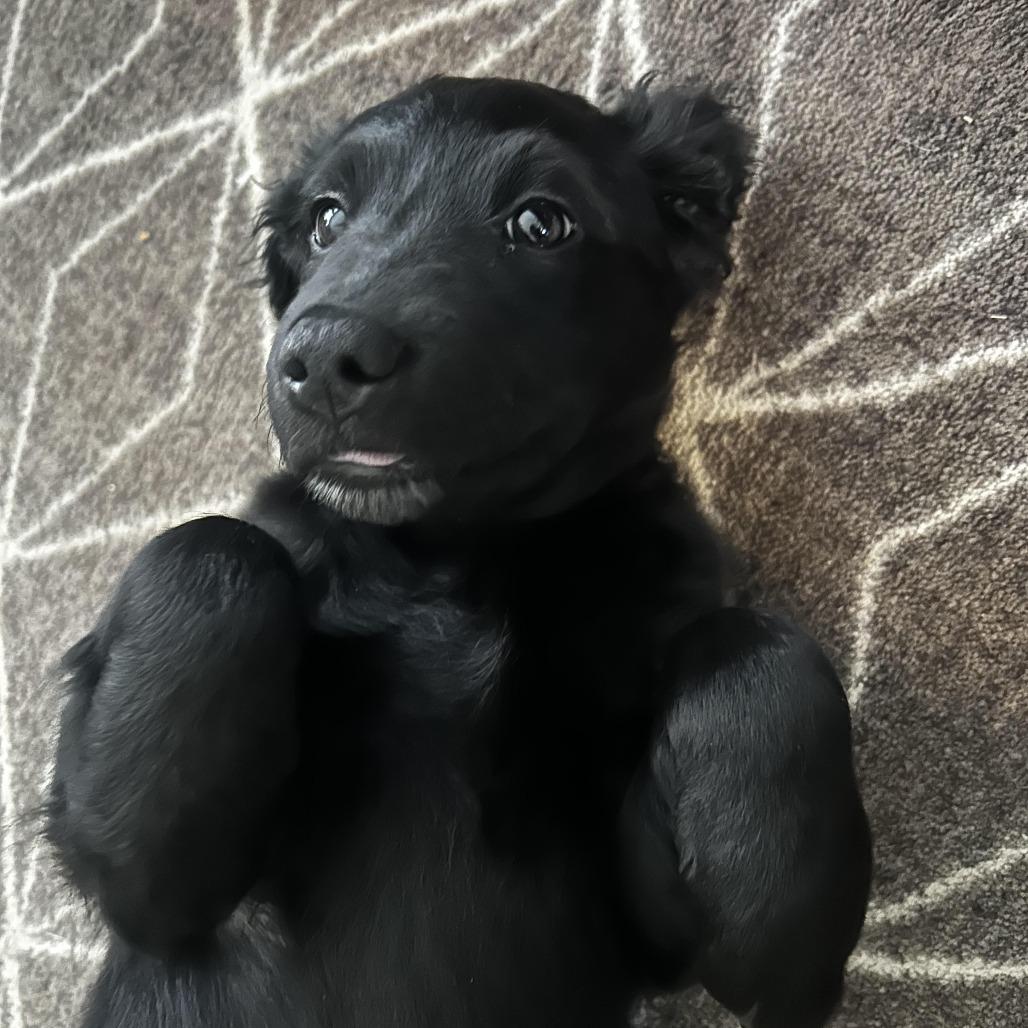 Enlarge Nita D71389, a Adoptable mixed breed in Minnetonka, MN image 5/6