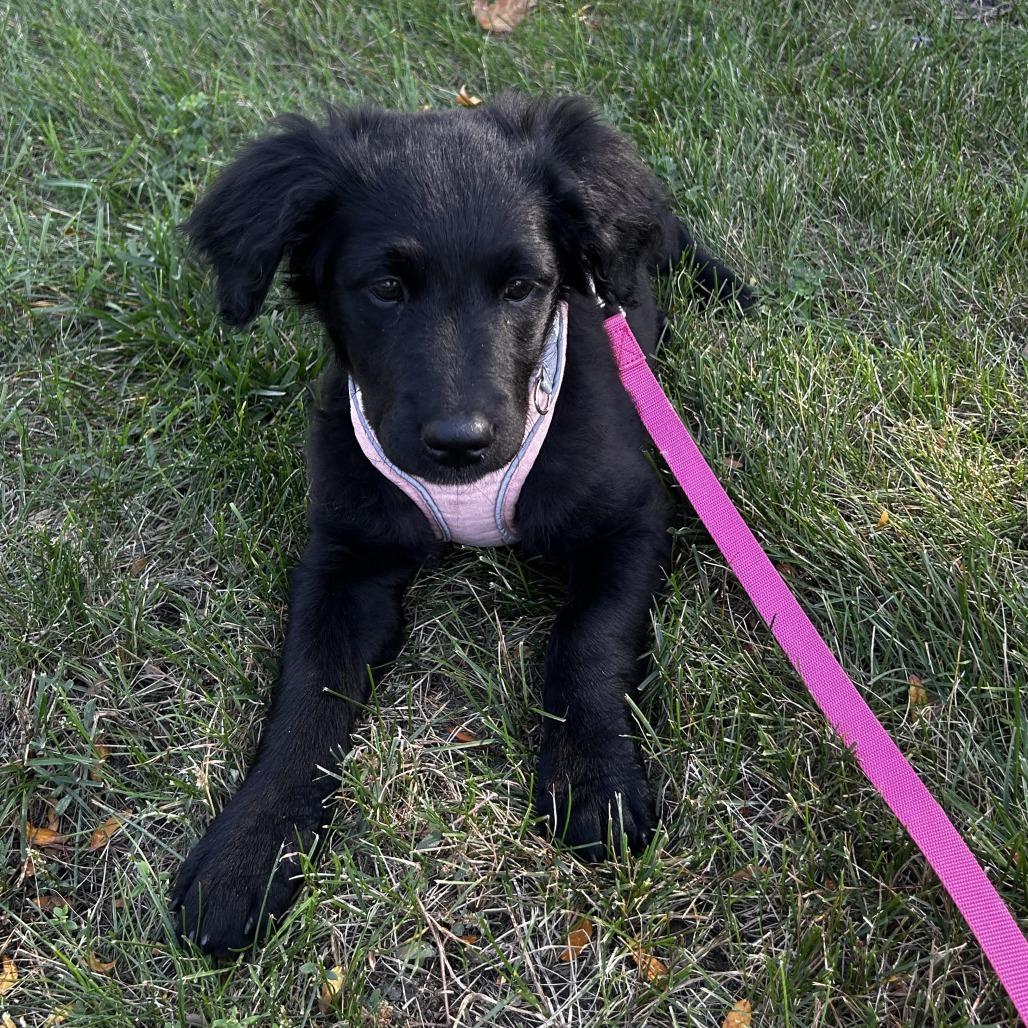 Enlarge Nita D71389, a Adoptable mixed breed in Minnetonka, MN image 6/6