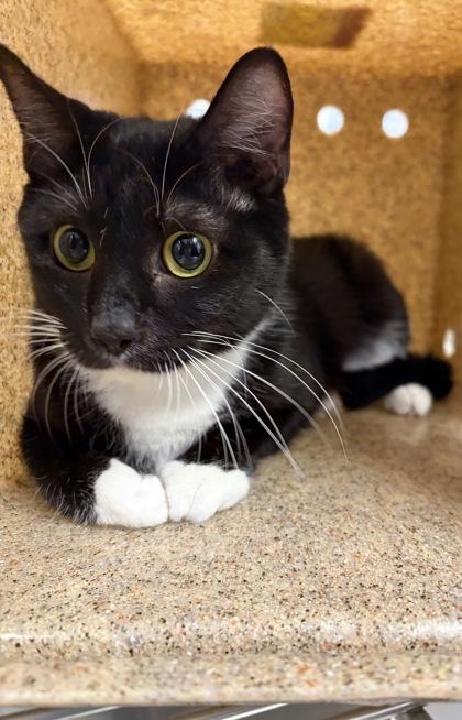 Enlarge Marmee, a Adoptable mixed breed in Gastonia, NC image 1/1