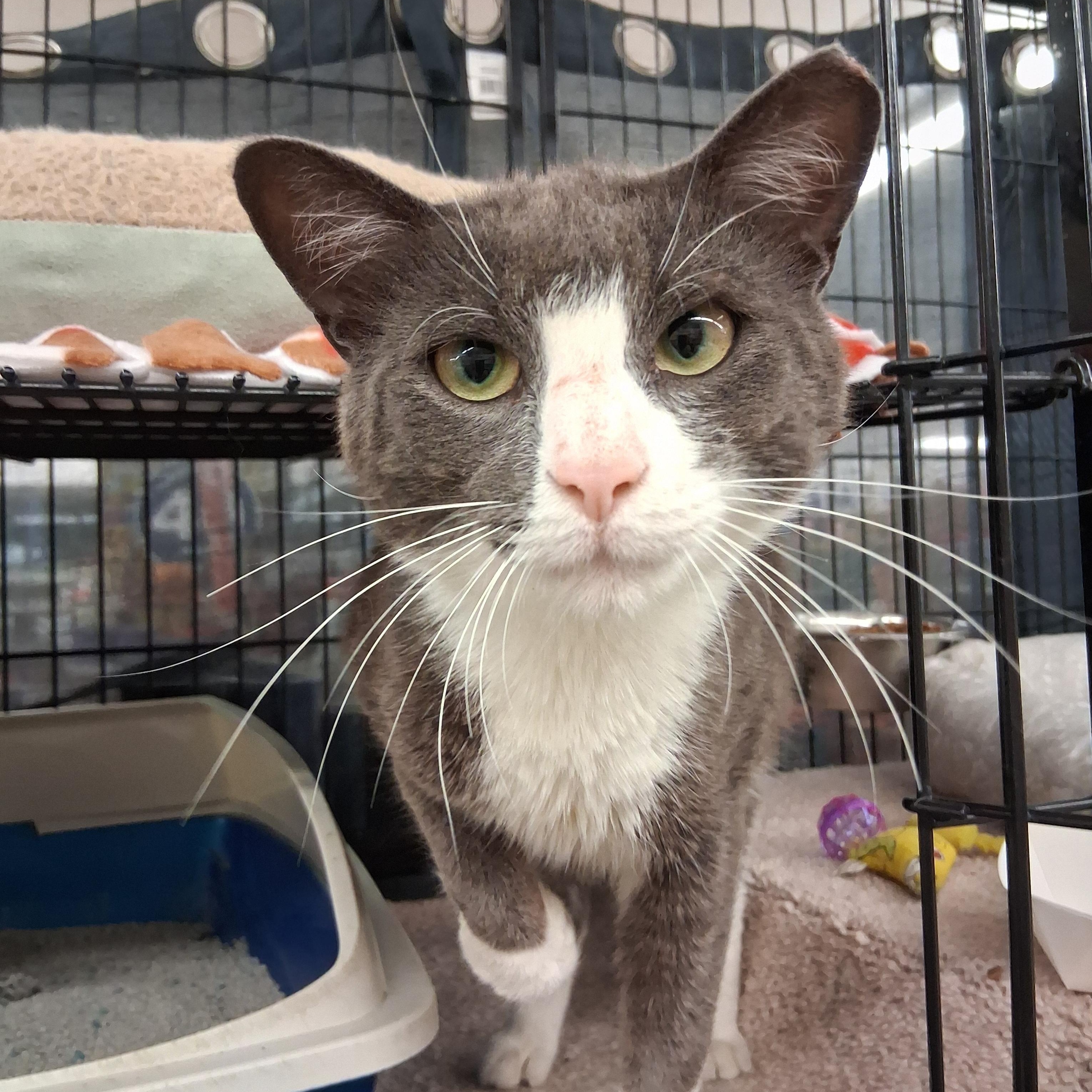 Donnie, adopted, Young Male Domestic Short Hair.