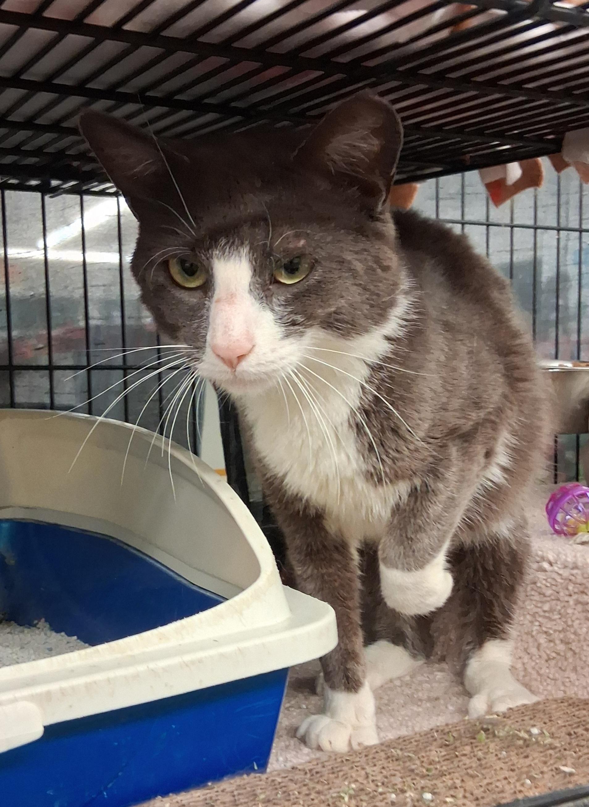 Donnie, an adopted Domestic Short Hair in Bear, DE image 2/2