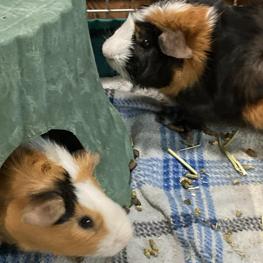 Enlarge Moe, an adoptable Peruvian in Wilmington, NC image 3/3