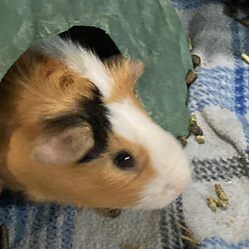 Moe, adoptable, Adult Male Peruvian.