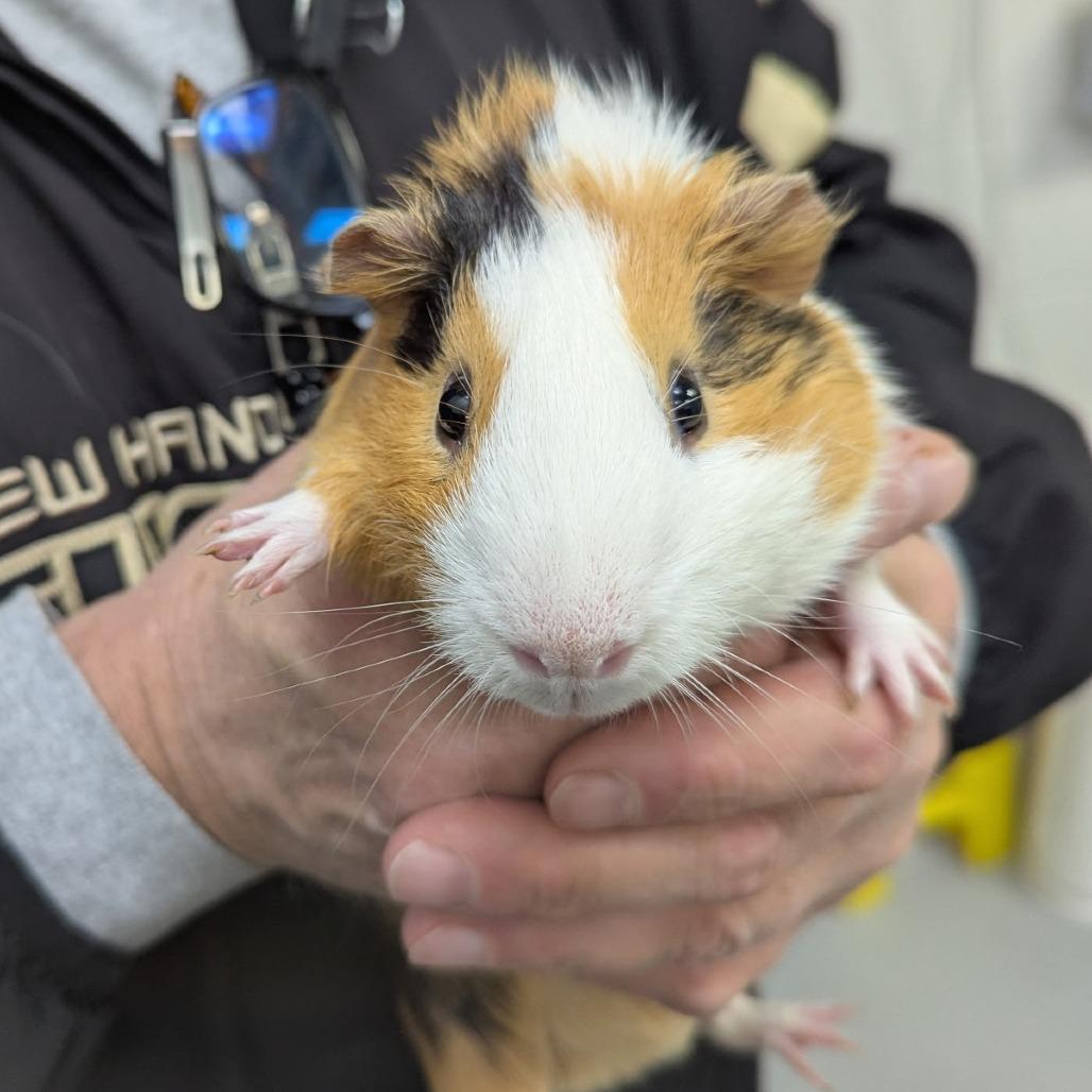 Enlarge Moe, an adoptable Peruvian in Wilmington, NC image 2/3