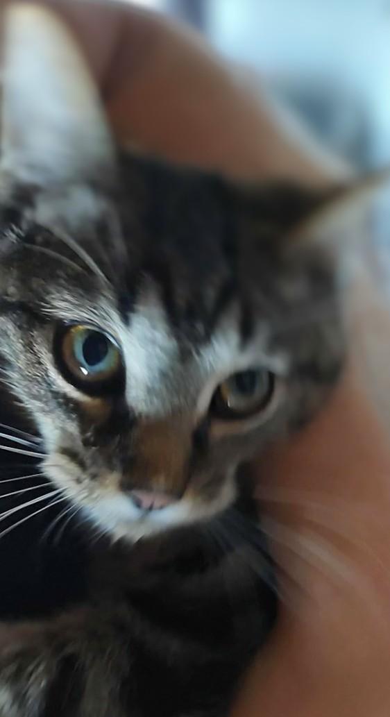 Simon, Adoptable, Kitten Male Domestic Short Hair.