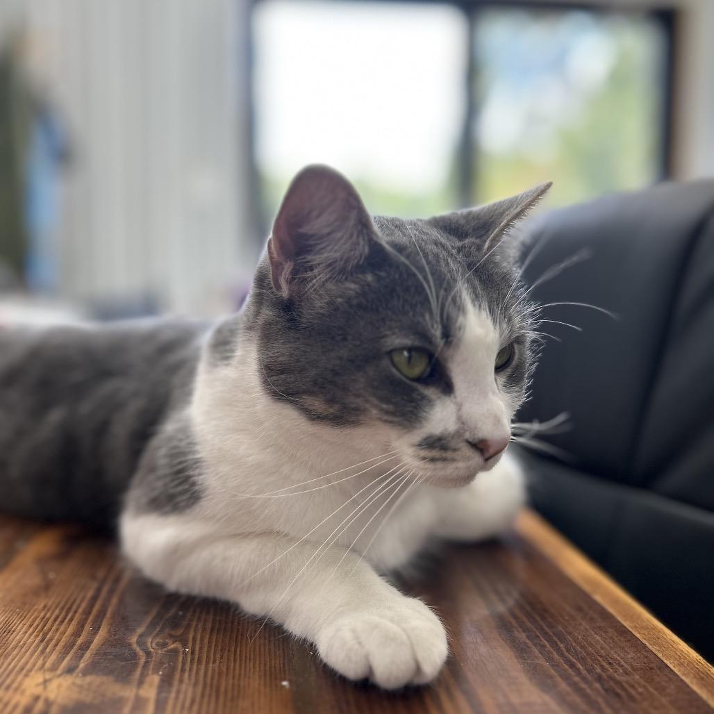 Tabitha aka Karen, Adoptable, Young Female Domestic Short Hair.