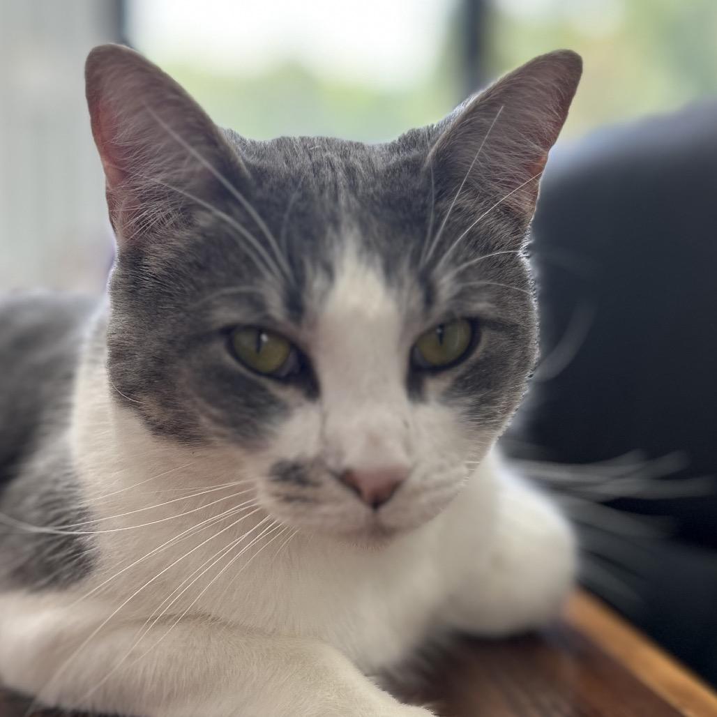 Enlarge Tabitha aka Karen, a Adoptable Domestic Short Hair in Blairsville, GA image 2/6