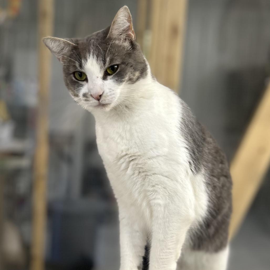 Enlarge Tabitha aka Karen, a Adoptable Domestic Short Hair in Blairsville, GA image 3/6