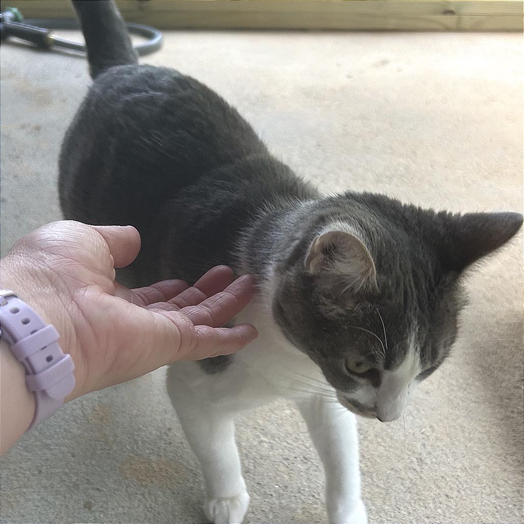 Enlarge Tabitha aka Karen, a Adoptable Domestic Short Hair in Blairsville, GA image 4/6