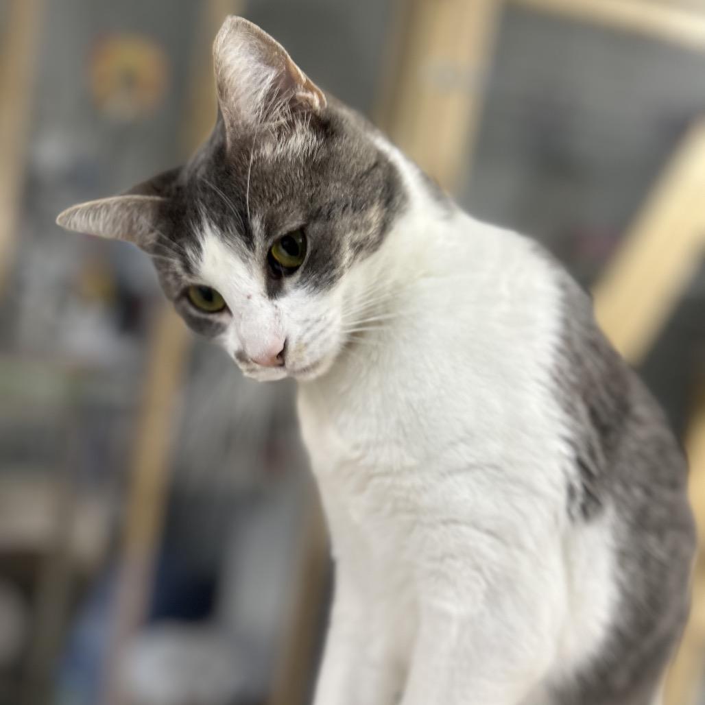 Enlarge Tabitha aka Karen, a Adoptable Domestic Short Hair in Blairsville, GA image 5/6