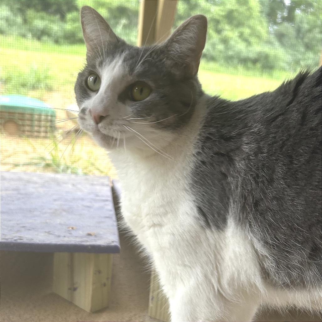Enlarge Tabitha aka Karen, a Adoptable Domestic Short Hair in Blairsville, GA image 6/6
