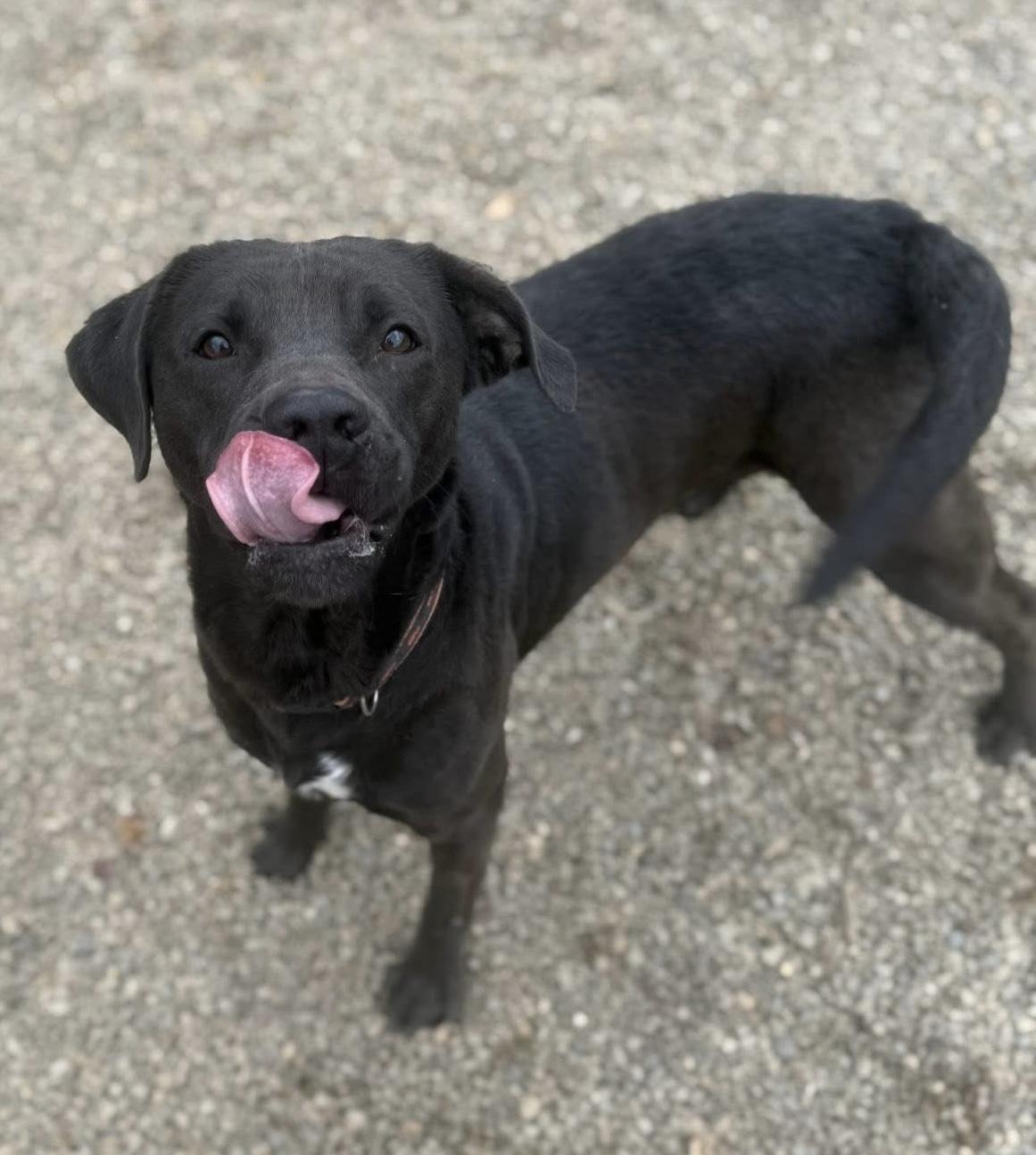 Kyle AVAILABLE, a Adoptable mixed breed in Canton, OH image 3/6