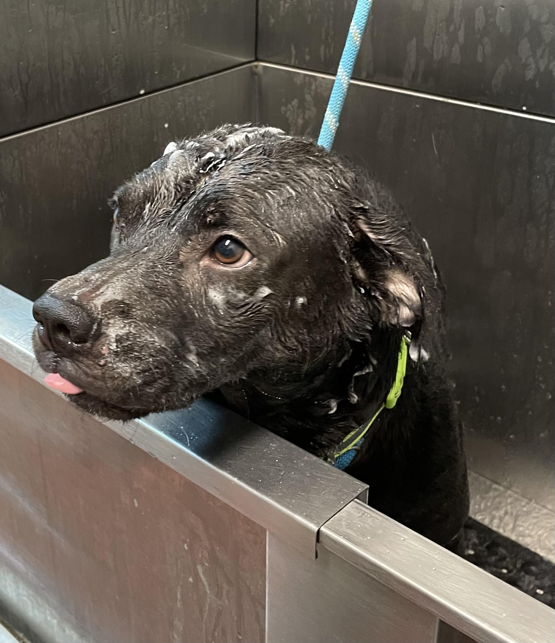 Kyle AVAILABLE, a Adoptable mixed breed in Canton, OH image 6/6