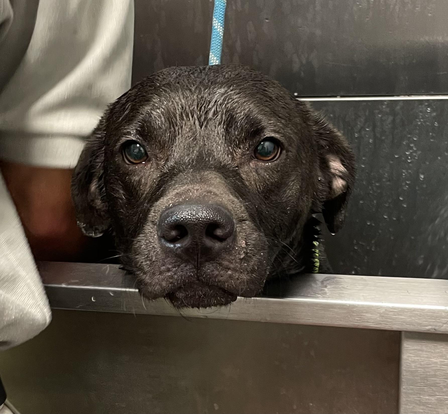 Kyle AVAILABLE, a Adoptable mixed breed in Canton, OH image 5/6