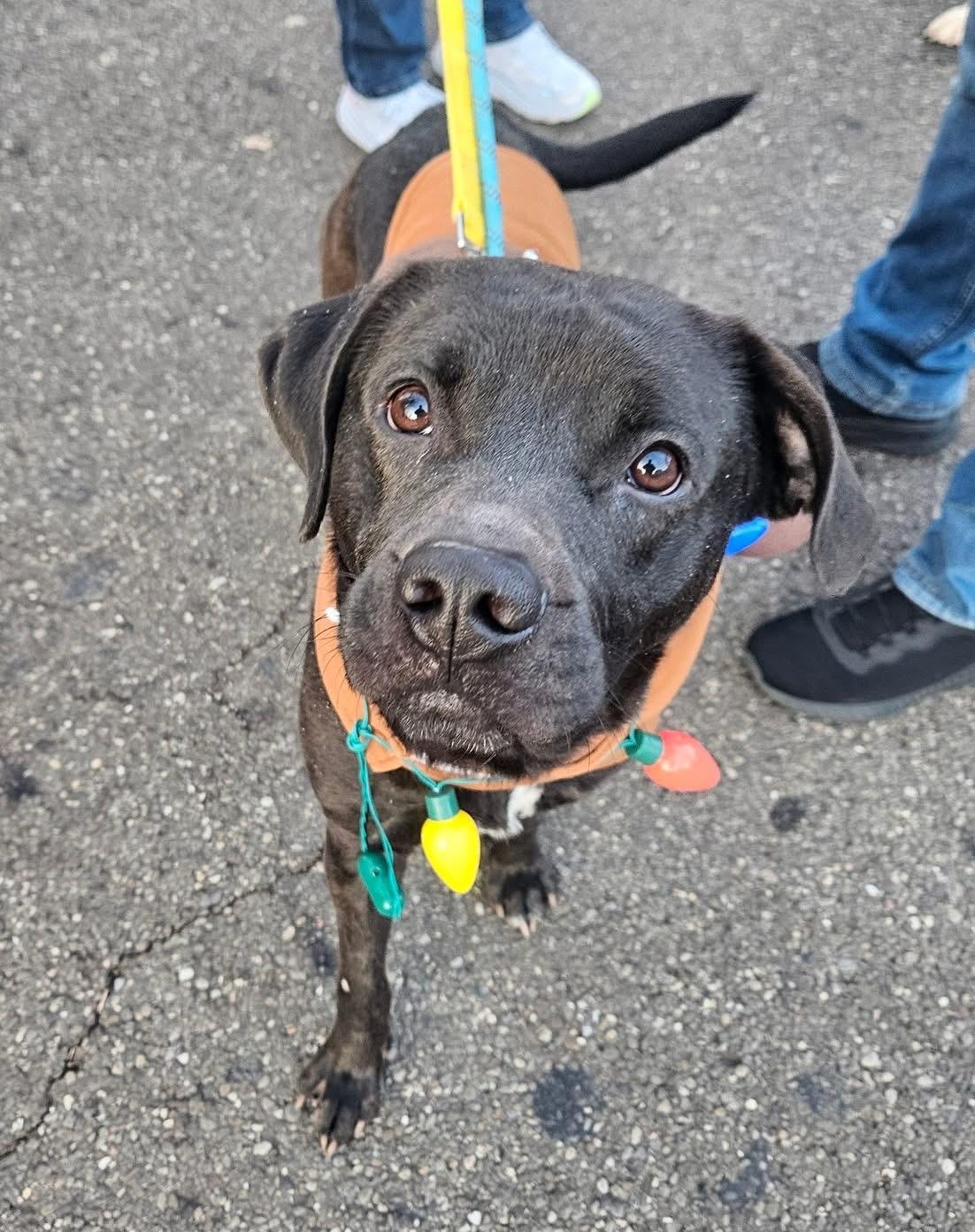 Kyle ADOPTED, Adoptable, Young Male Black Labrador Retriever & Pit Bull Terrier.