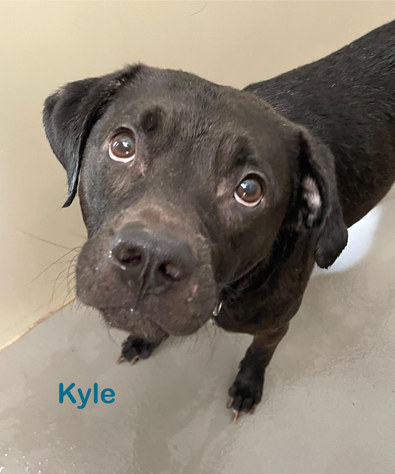 Kyle AVAILABLE, a Adoptable mixed breed in Canton, OH image 4/6