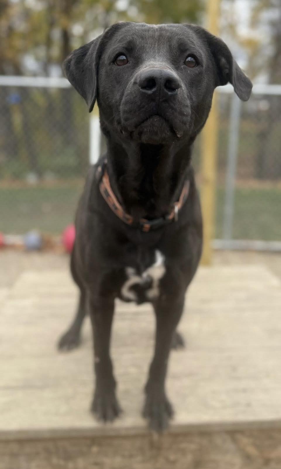 Kyle AVAILABLE, Adoptable, Young Male Black Labrador Retriever & Pit Bull Terrier.