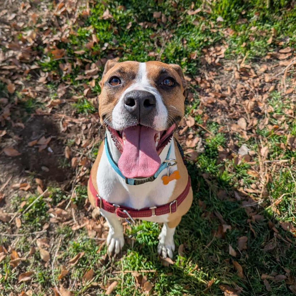 Belle, a Adoptable mixed breed in Bend, OR image 1/6