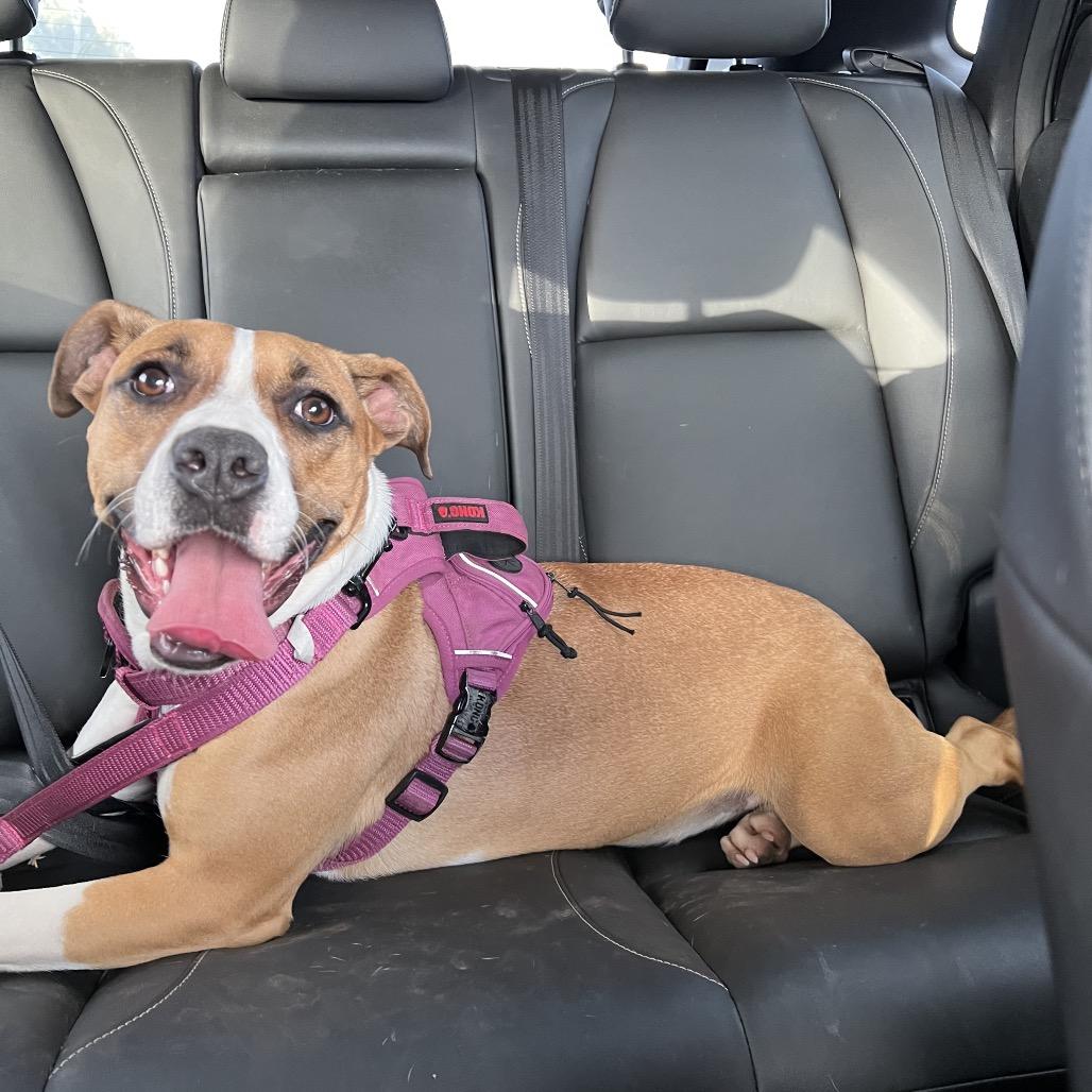 Belle, a Adoptable mixed breed in Bend, OR image 2/6