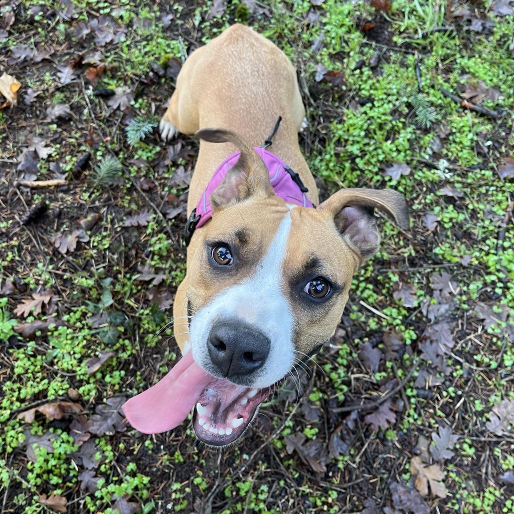 Belle, a Adoptable mixed breed in Bend, OR image 4/6