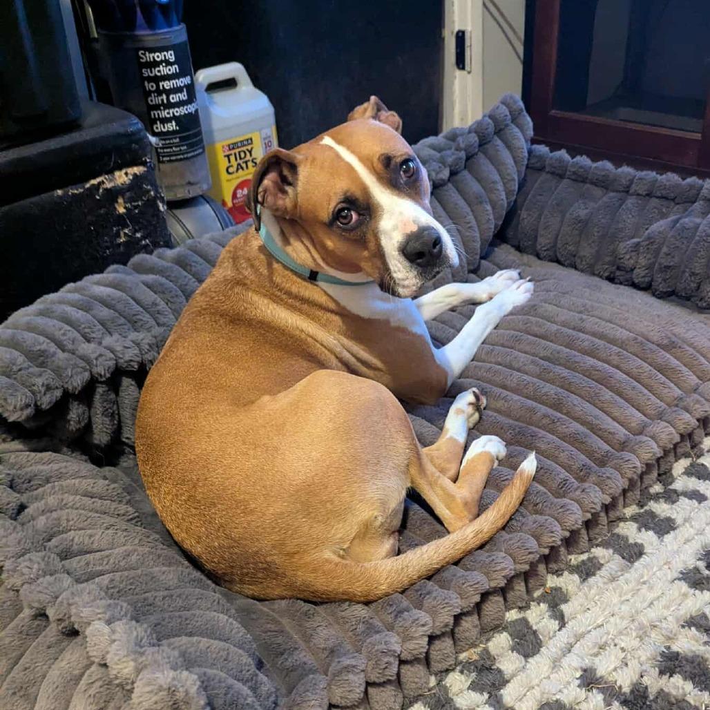 Belle, a Adoptable mixed breed in Bend, OR image 5/6