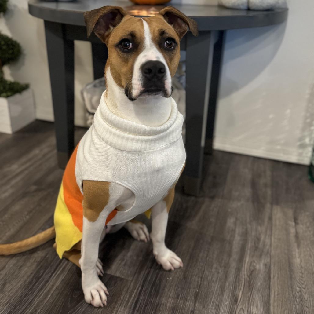 Belle, a Adoptable mixed breed in Bend, OR image 6/6