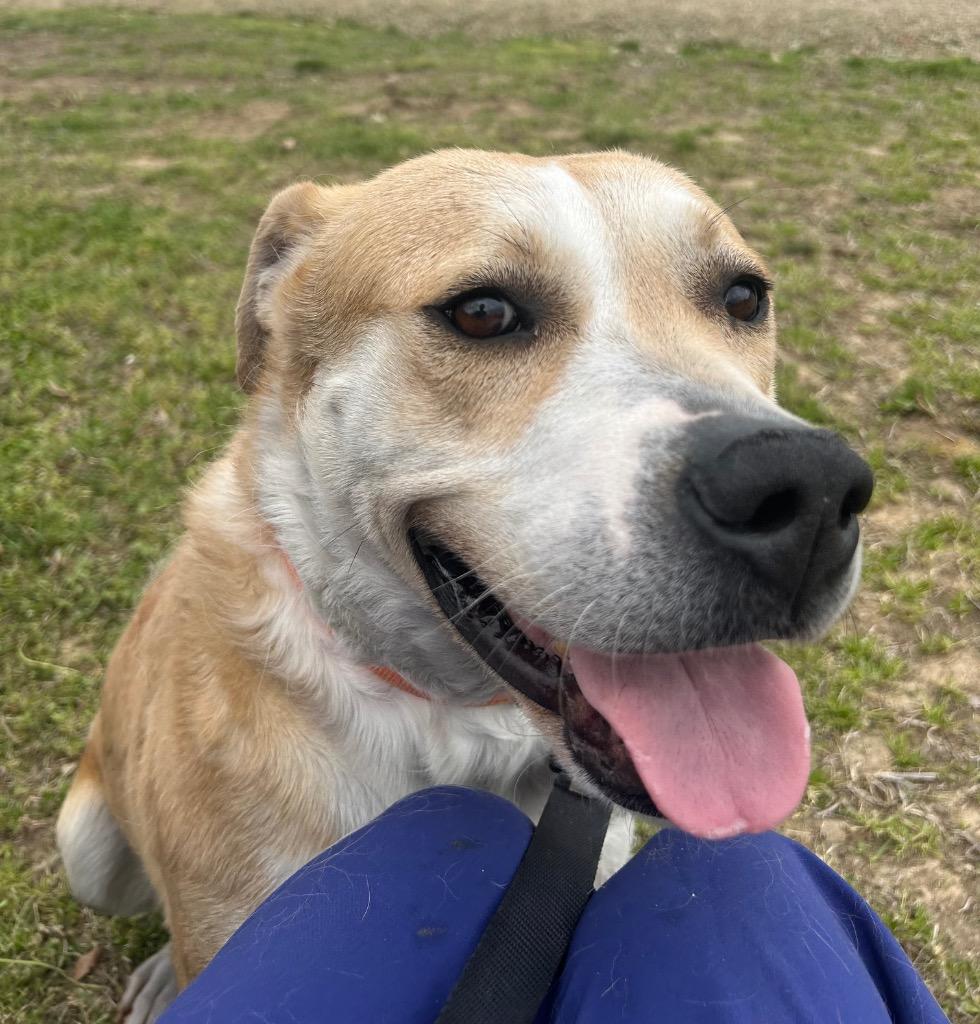 Enlarge Sampson, a Adoptable Labrador Retriever in Greenwood, MS image 1/1