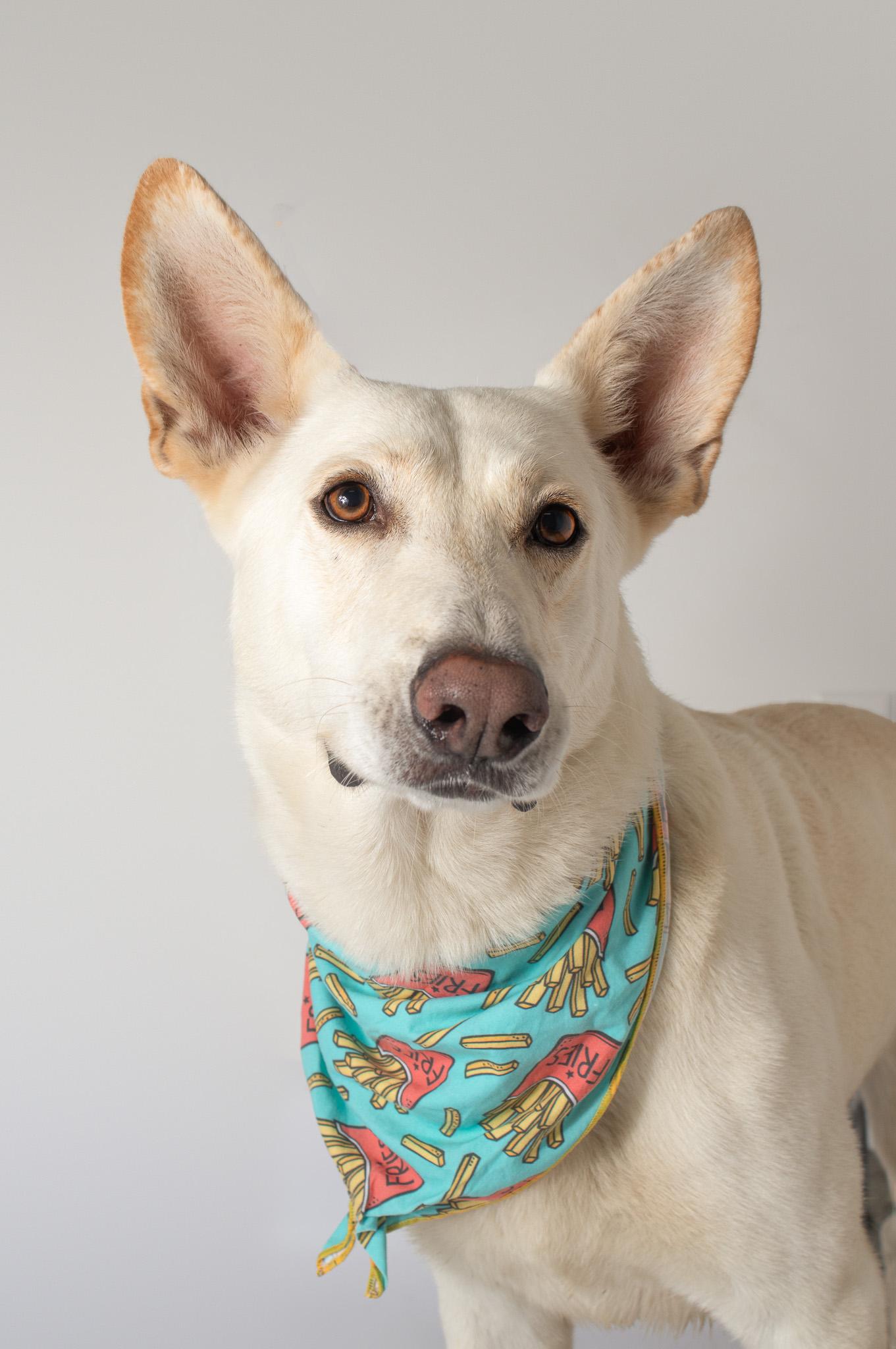 Enlarge Klaus, an adopted German Shepherd Dog in Plaquemine, LA image 1/1