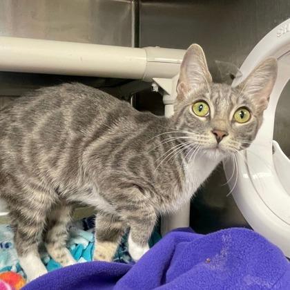 Deb, Adoptable, Young Female Domestic Short Hair & Domestic Short Hair.