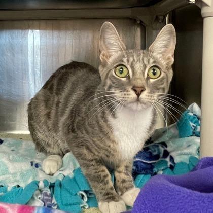 Enlarge Deb, a Adoptable mixed breed in Wheaton, IL image 2/3