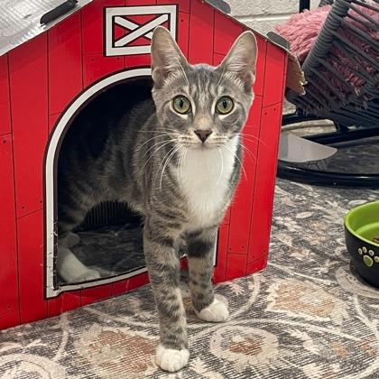 Enlarge Deb, a Adoptable mixed breed in Wheaton, IL image 3/3
