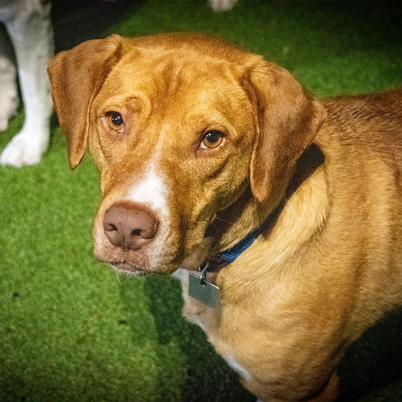 Enlarge Marcus , an adoptable mixed breed in New Bedford, MA image 5/5