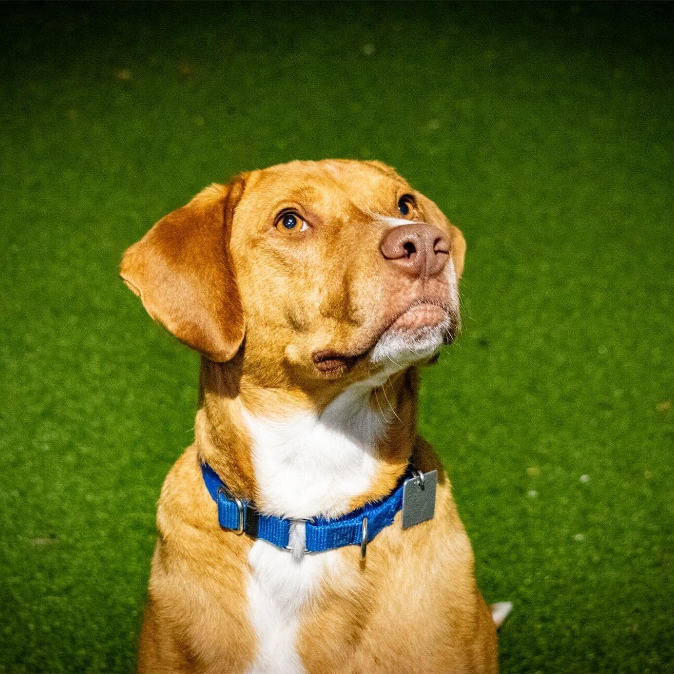 Marcus , adoptable, Adult Male Hound.