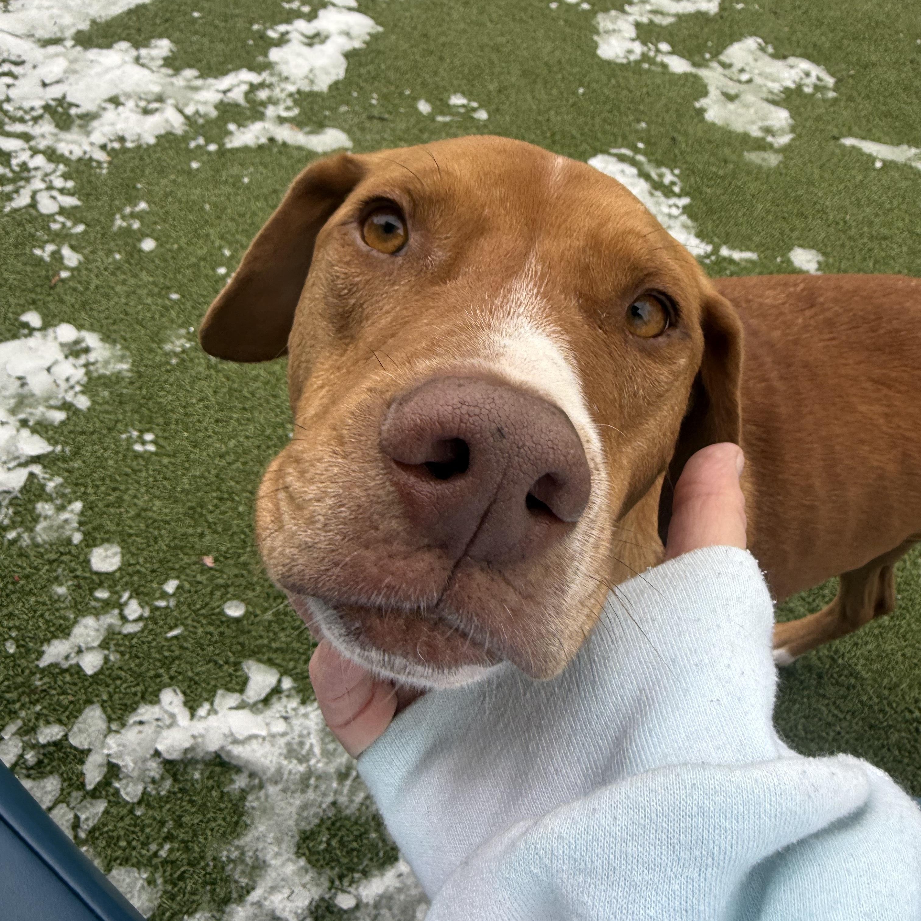 Marcus , adopted, Adult Male Hound.