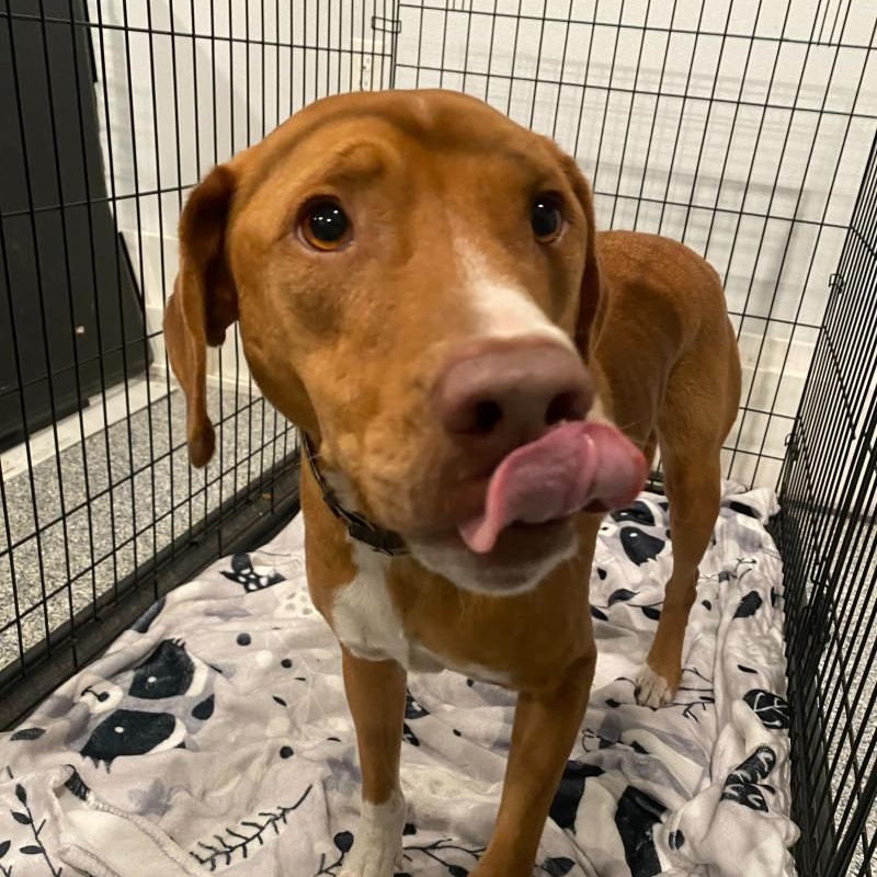 Enlarge Marcus , an adoptable mixed breed in New Bedford, MA image 2/3