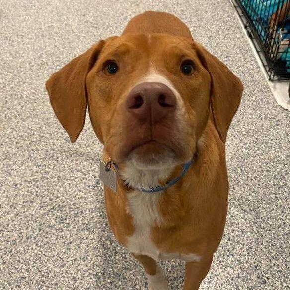 Enlarge Marcus , an adoptable mixed breed in New Bedford, MA image 3/3