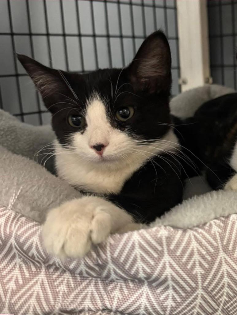 Gertrude, Adoptable, Kitten Female Domestic Short Hair.