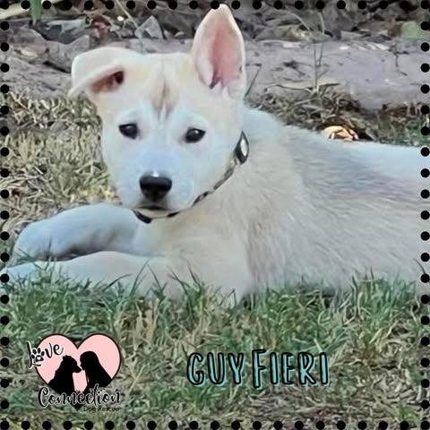 Guy Fieri