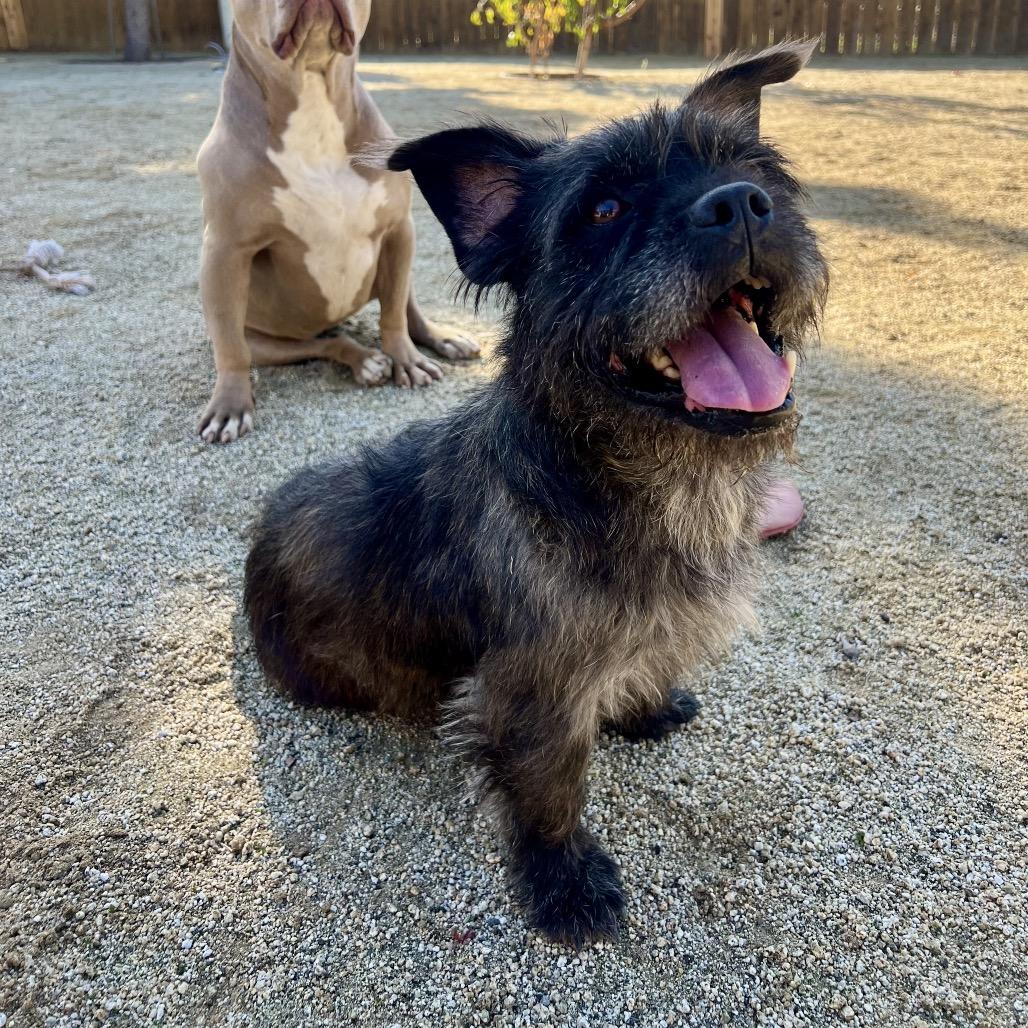 Enlarge Wicket, an adopted mixed breed in De Pere, WI image 3/4