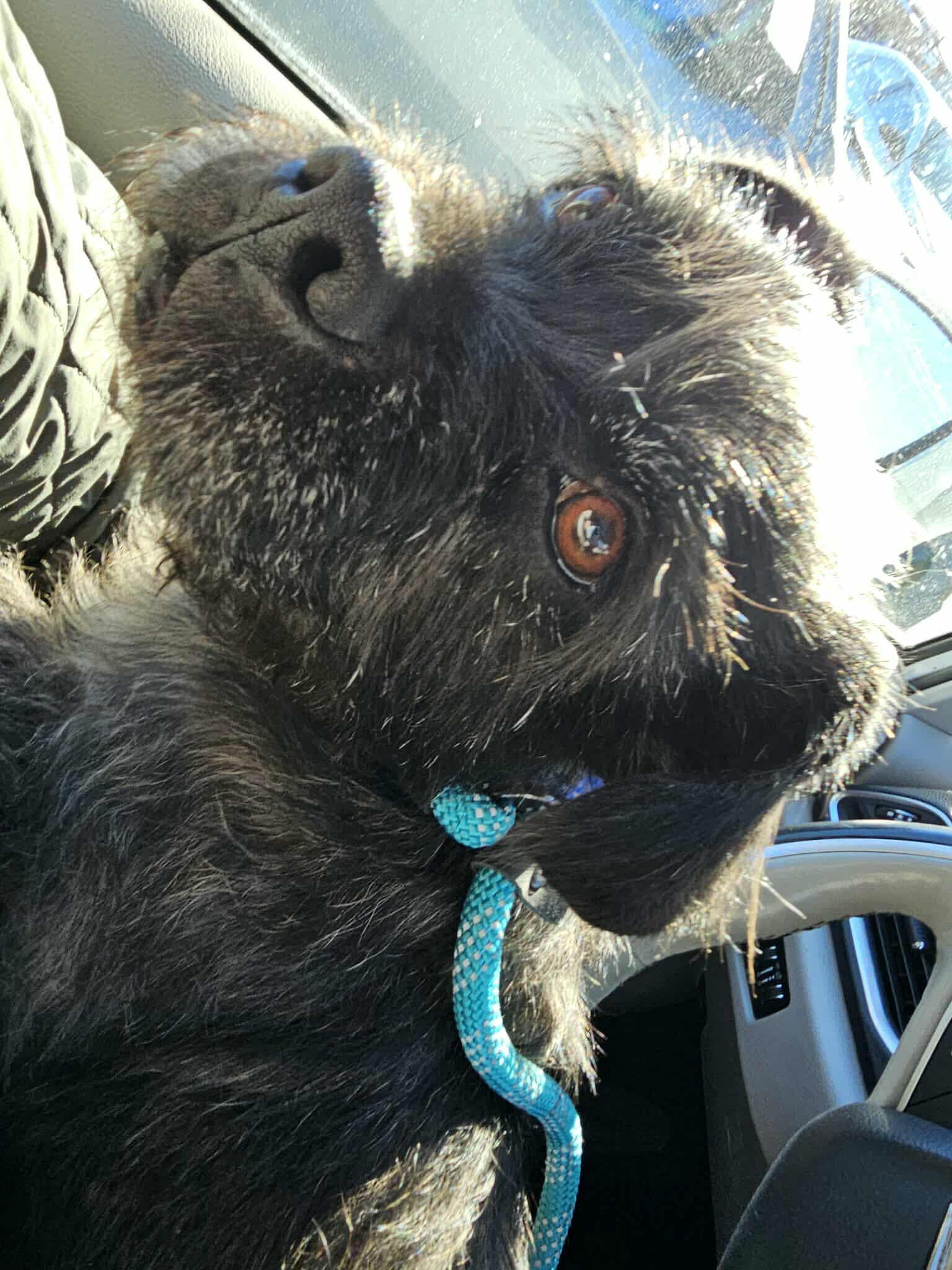 Enlarge Wicket, an adopted mixed breed in De Pere, WI image 2/4