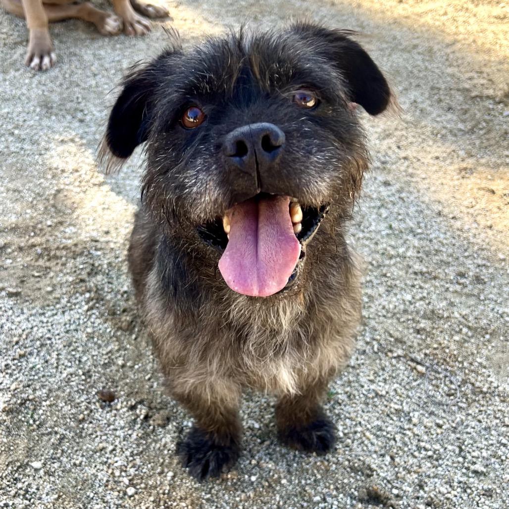 Wicket, adopted, Young Male Terrier.