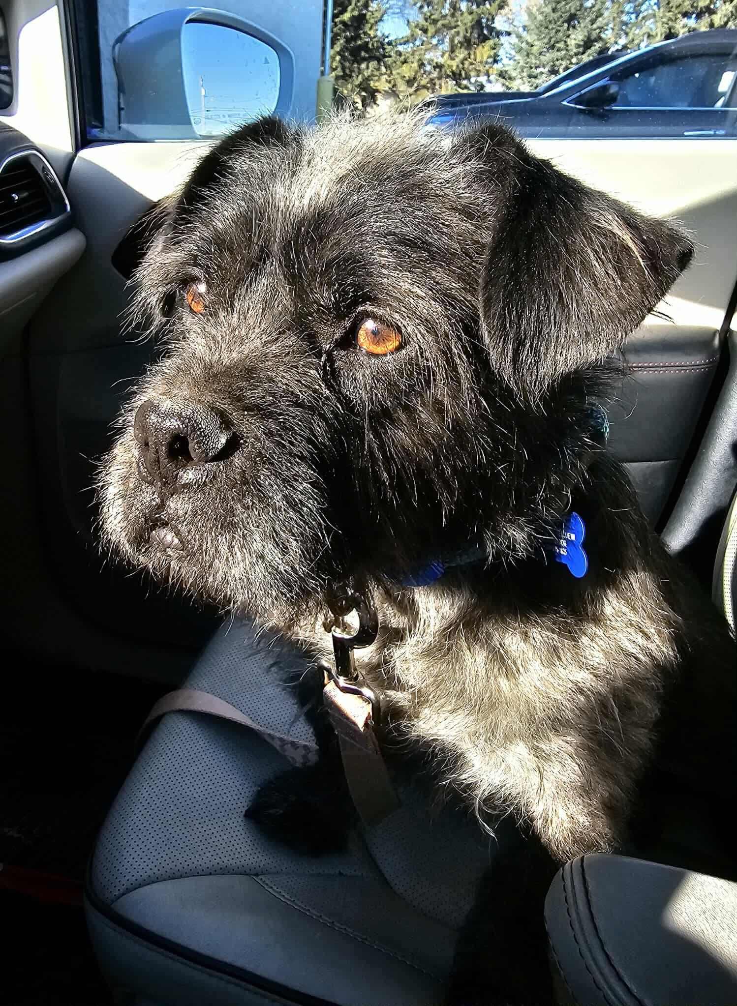 Enlarge Wicket, an adopted mixed breed in De Pere, WI image 4/4