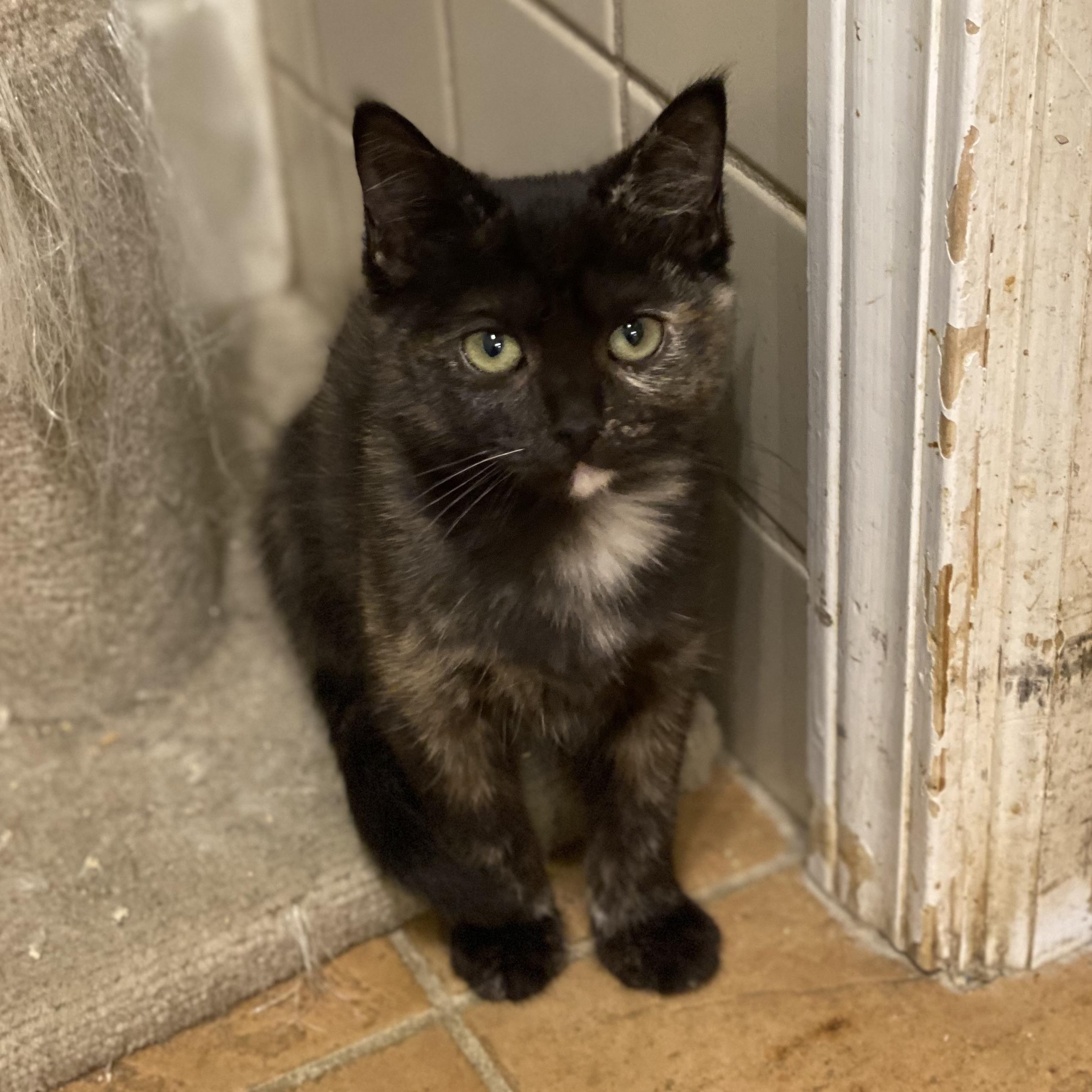 Enlarge Surya, a Adoptable Domestic Short Hair in Buffalo, NY image 1/1