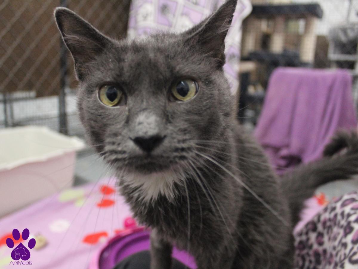 Astrid, an adoptable Domestic Short Hair in Missoula, MT, 59808 | Photo Image 3