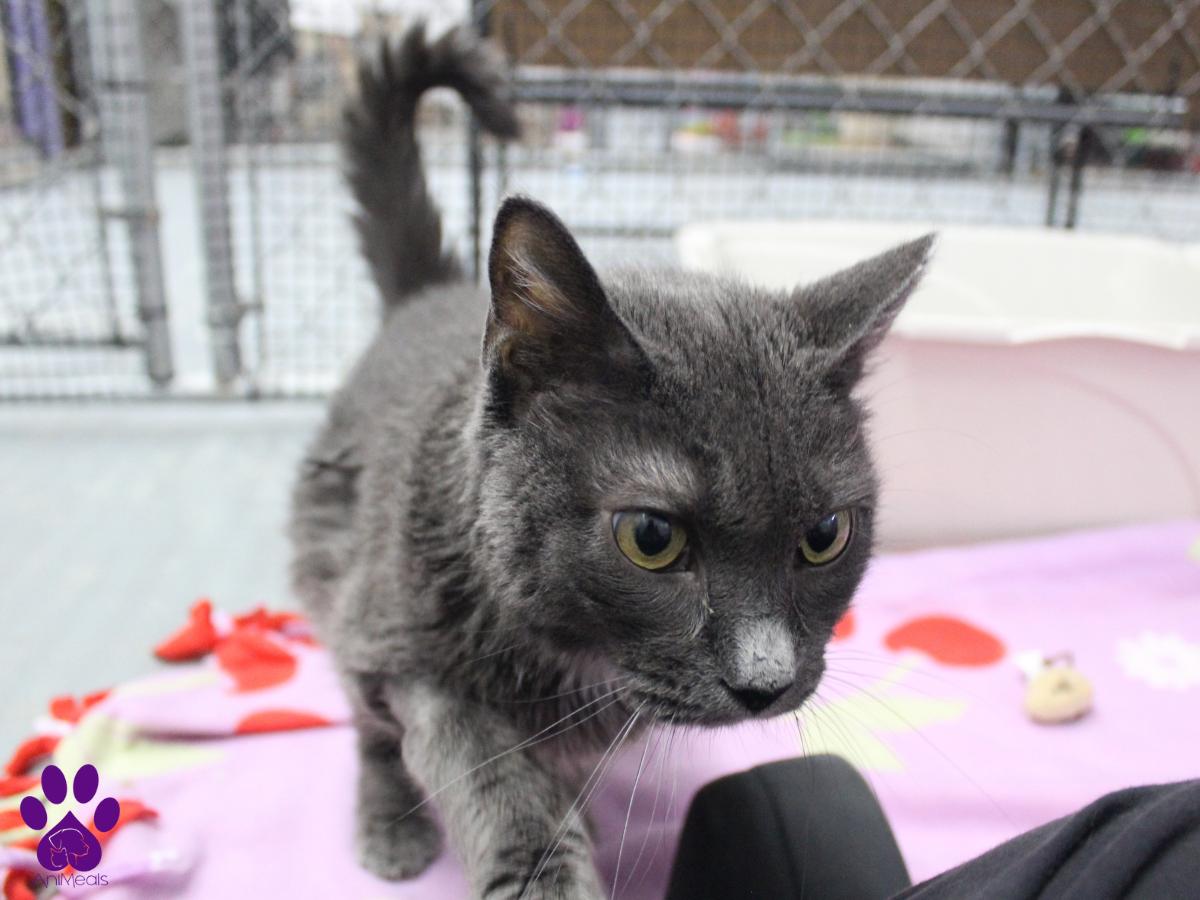 Astrid, an adoptable Domestic Short Hair in Missoula, MT, 59808 | Photo Image 2